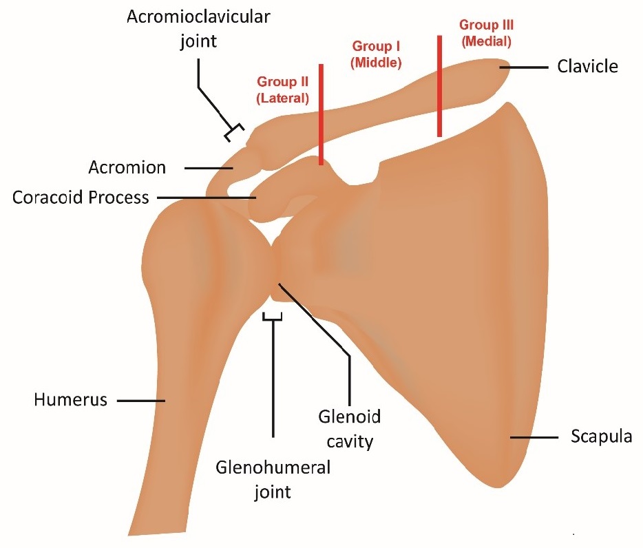 acromioclavicular joing
